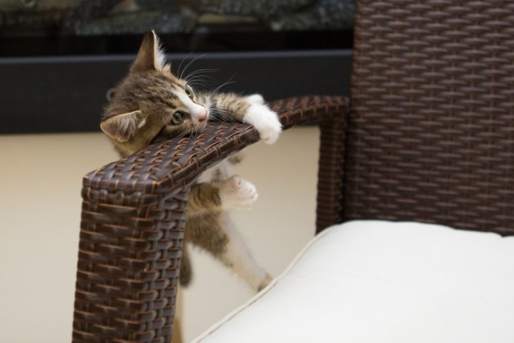 cómo evitar que un gato rasque muebles