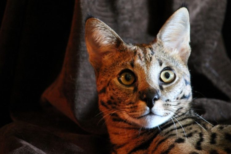 gato Savannah