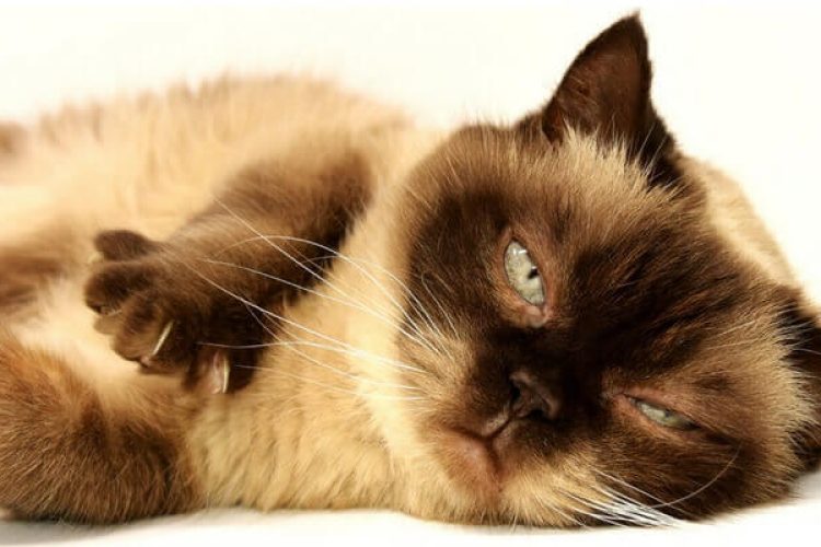 gato-siames