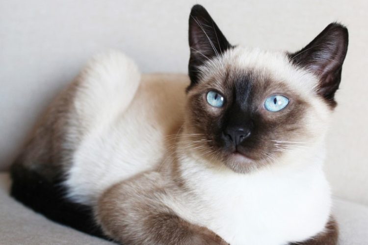 gato siames