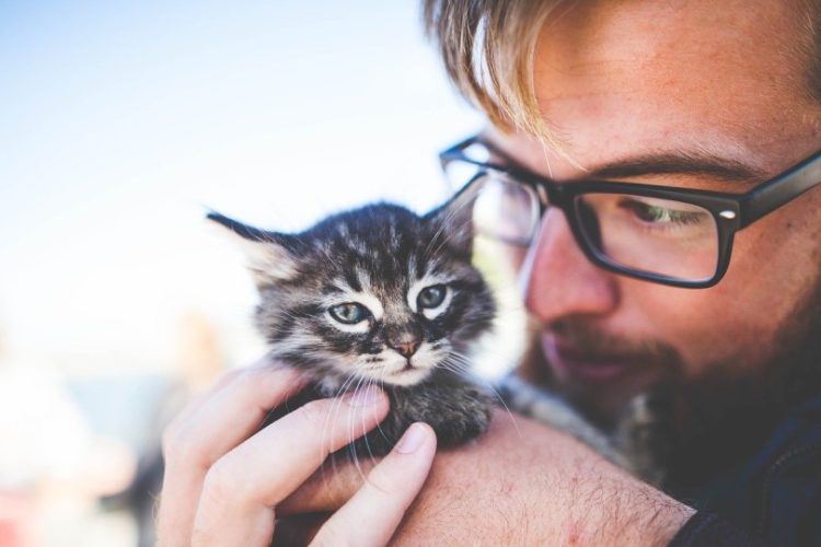Por qué mi gato no es sociable