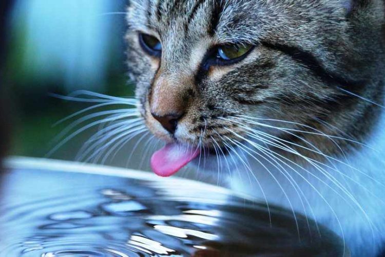 gato tira el agua cuando bebe