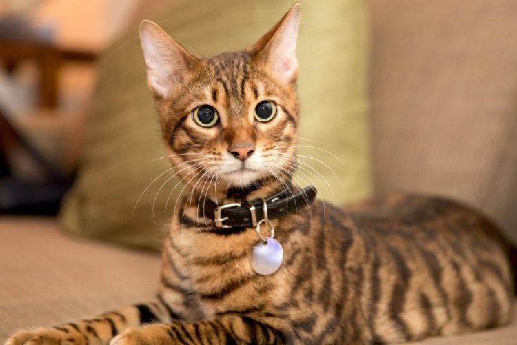 gato Toyger