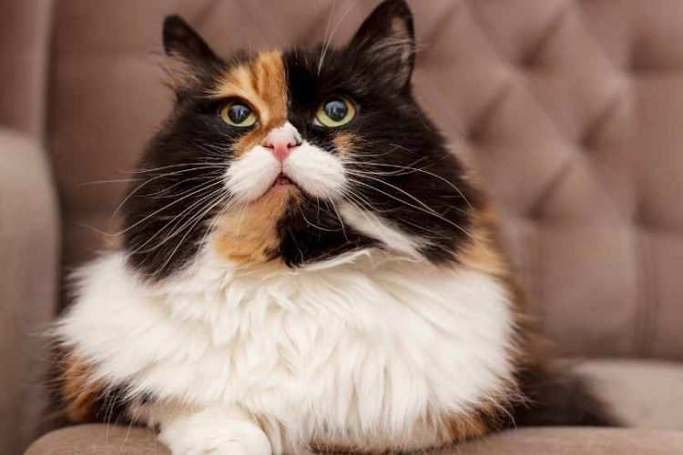 gato tricolor