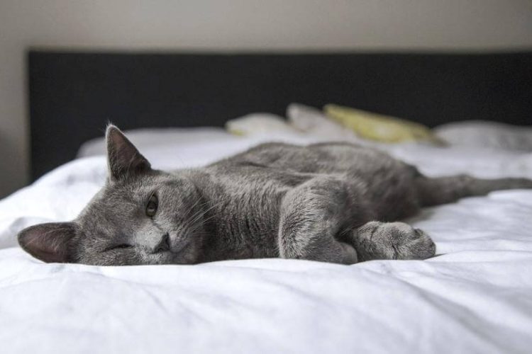 Gato triste en una cama