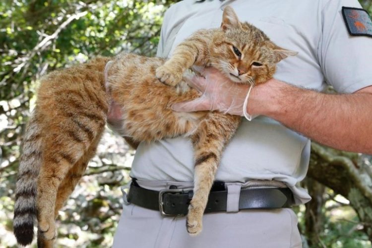 Gato-zorro de Córcega