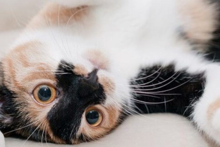 En cuanto detectamos los síntomas, tenemos la obligación de acudir al veterinario.
