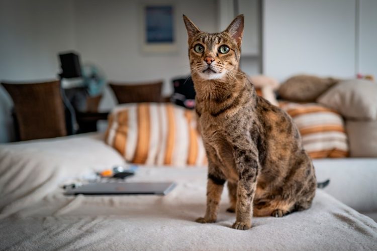 Gatos Ashera