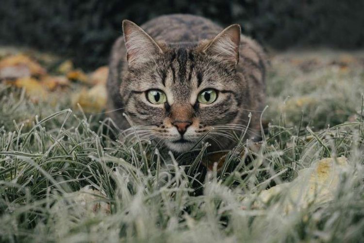 gatos asilvestrados