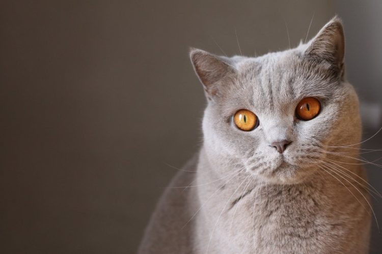 gatos grises y azules