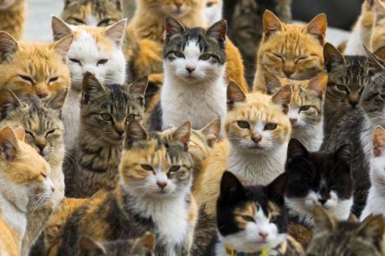 gatos-isla