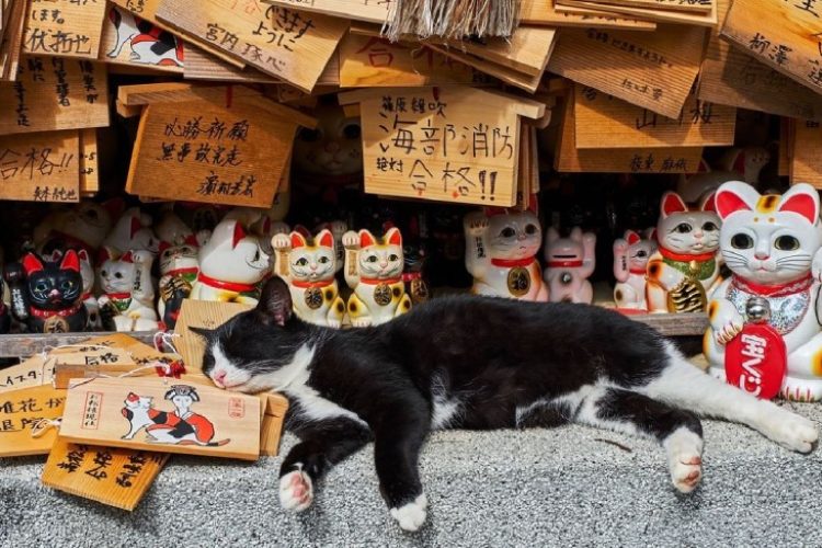 Por qué son tan rentables los gatos en Japón