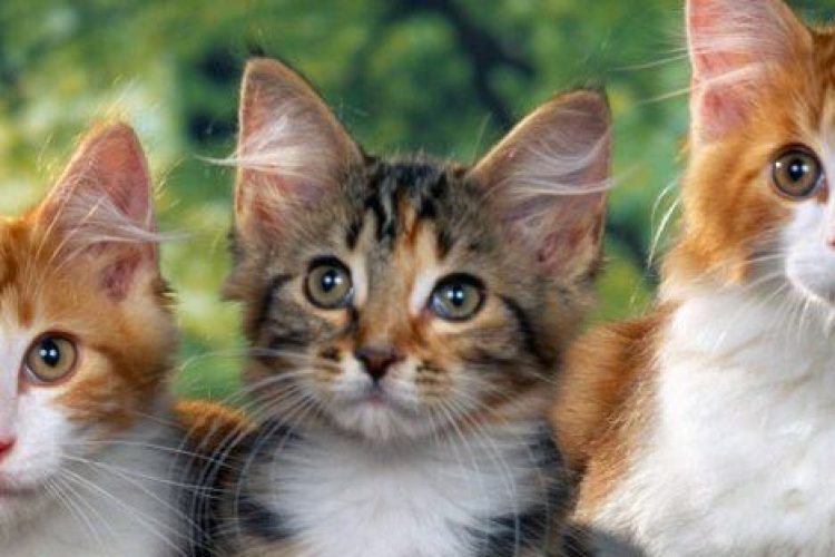 Los gatos están ganando terreno a los perros.