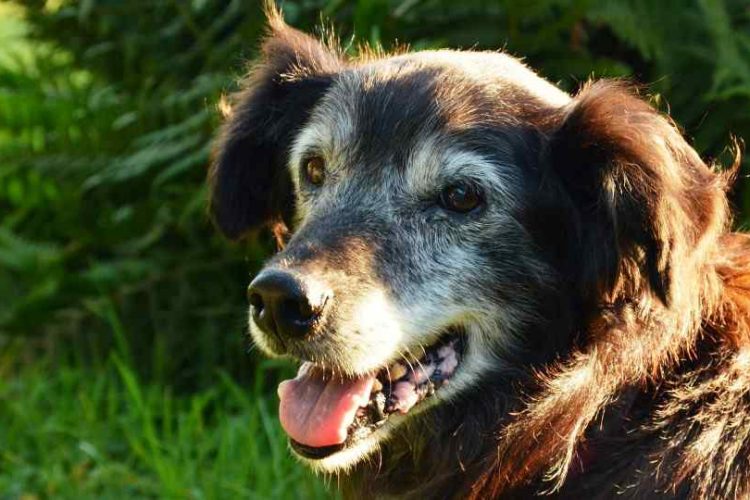 genes de perro anciano