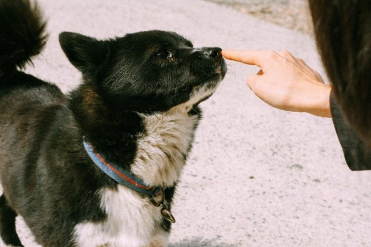 hábitos de riesgo de propietarios de mascotas