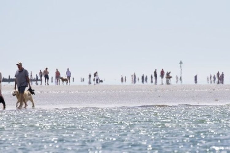 Una pareja paseando con su mascota por la playa