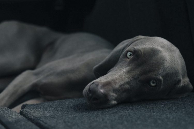 hembra de perro sufre piómetra