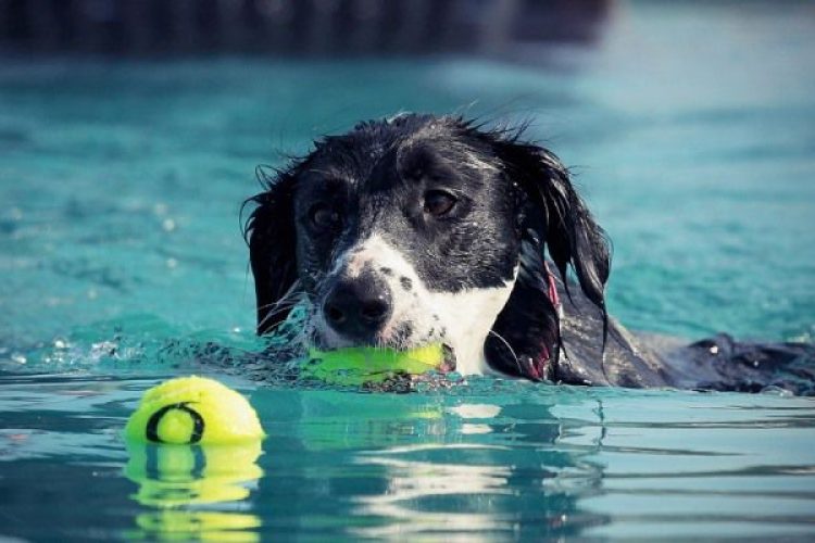 hidroterapia para perros
