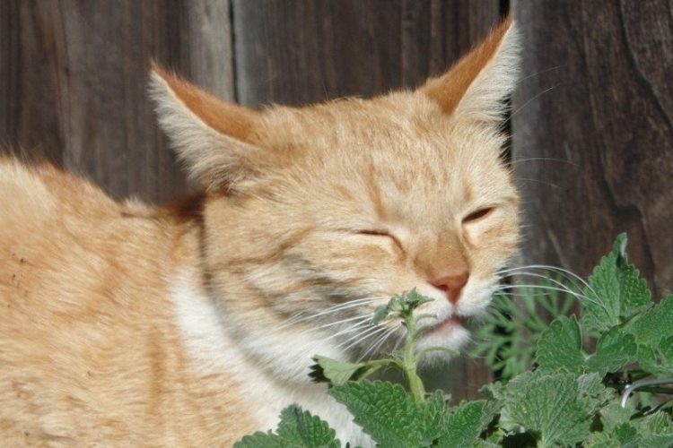 hierba gatera efectos en gatos