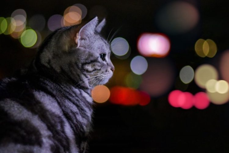 hiperactividad nocturna en gatos