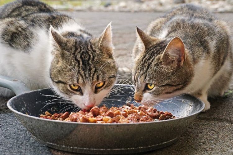 hipertiroidismo en gatos