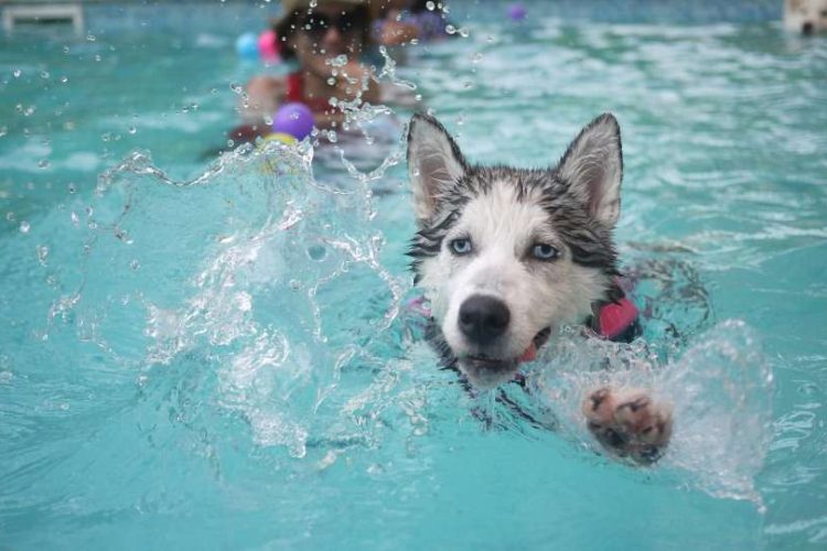 Hipotermia en perros