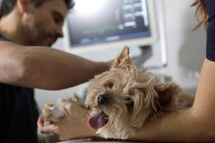 Hospital veterinario de Valencia pionero en aplicar injertos