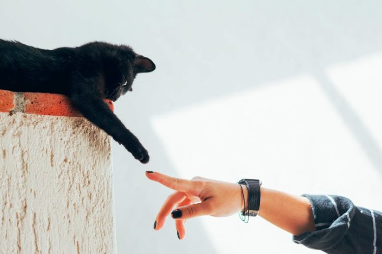 tipos de propietarios de gatos