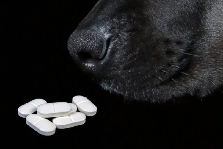 ibuprofeno perros