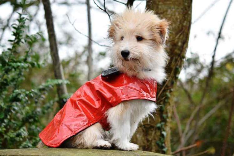imagen Mascotas 011-1
