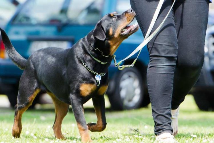 Perro adiestrado
