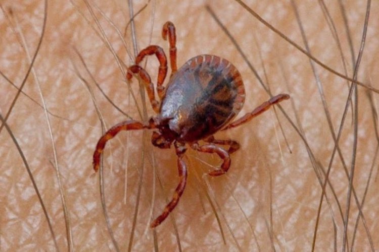 garrapatas transmiten la Fiebre de Crimea-Congo
