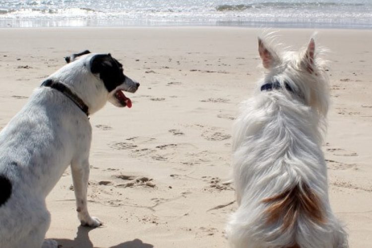 Dos perros disfrutan del verano en una playa