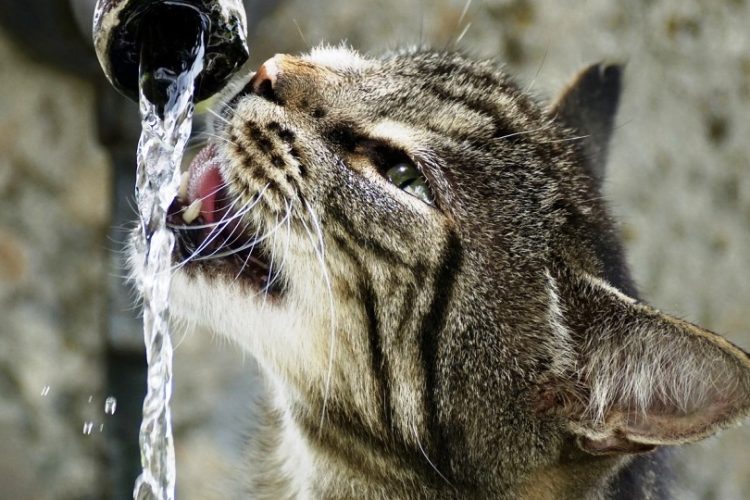 gato bebiendo agua