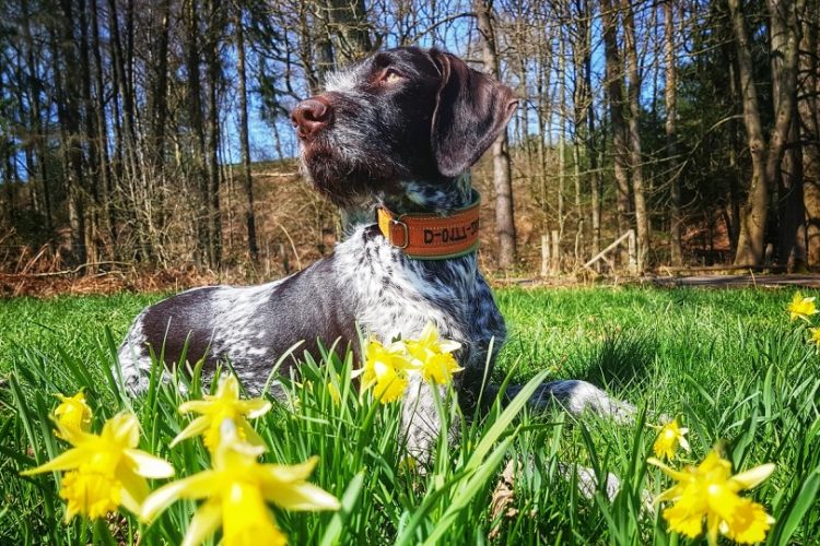 alergia primaveral en perros