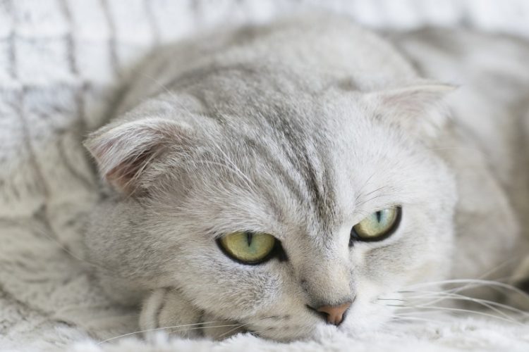los gatos con mantos claros, como los blancos, son más propensos a sufrir carcinoma