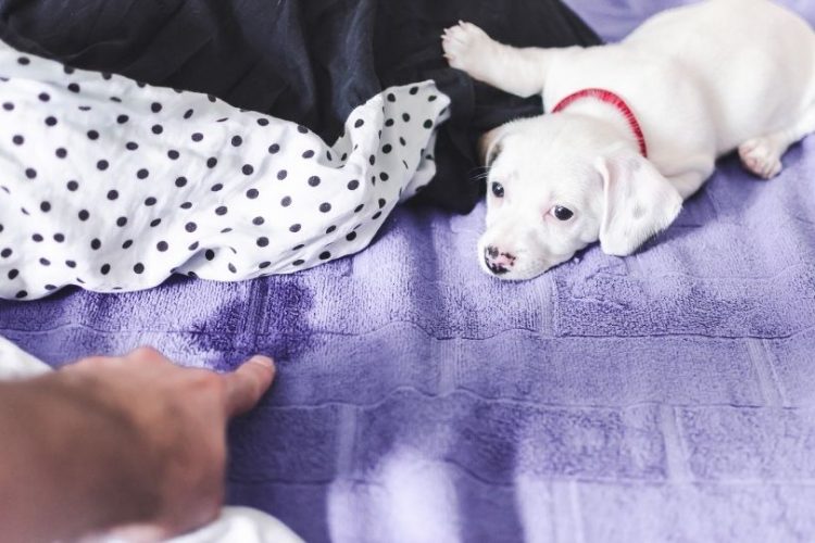 Incontinencia urinaria en perros