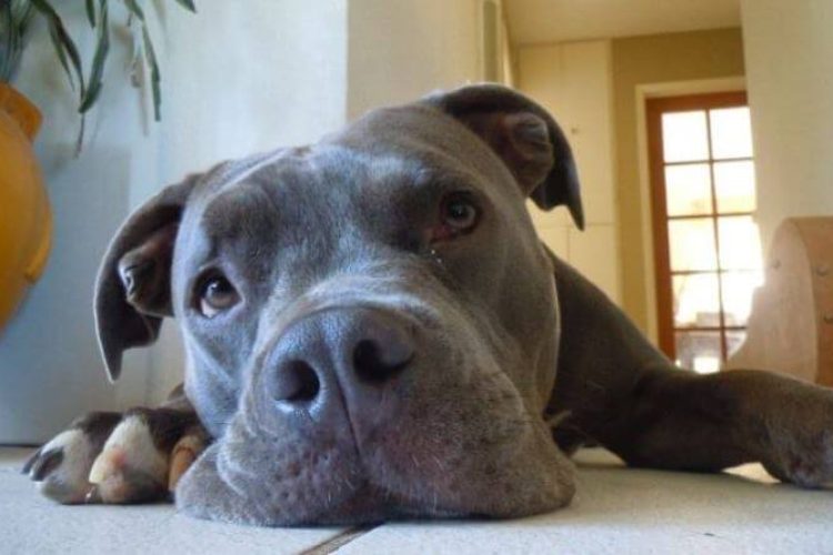 insuficiencia cardiaca en perros