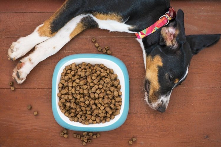 Enfermedad inflamatoria intestinal en perros