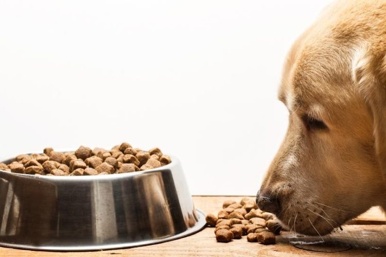 intoxicación en perros