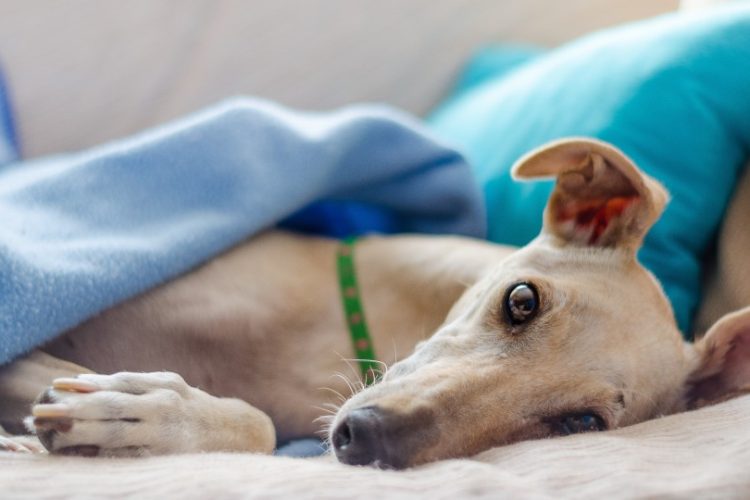 La importancia de la vacunación en mascotas