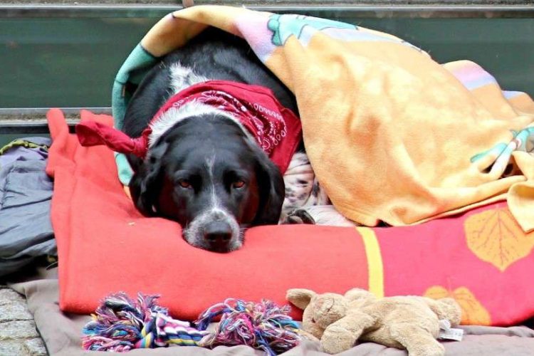 juguetes si dejas al perro solo