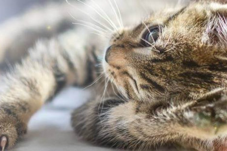 Gato cansado tumbado al sol
