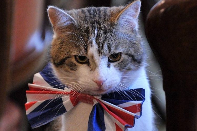Larry el gato de Downing Street