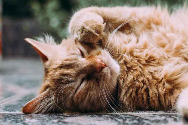 leishmania en gatos