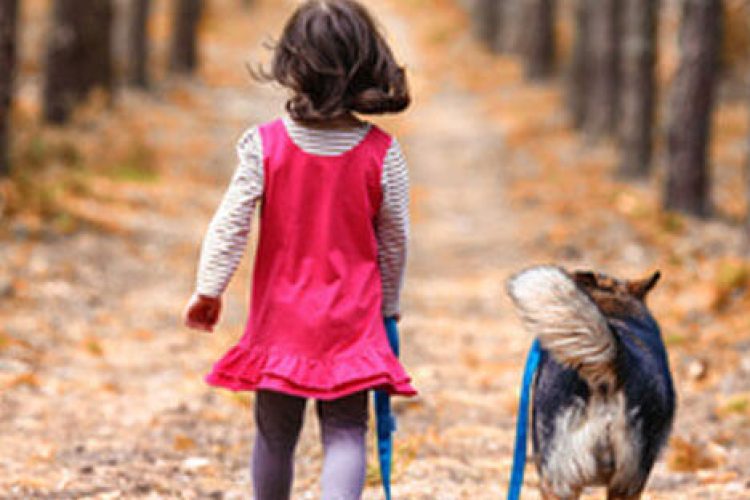 leishmaniasis en perros