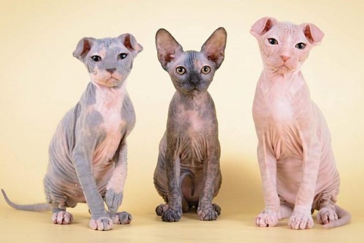 gato de Ucrania Levkoy ucraniano