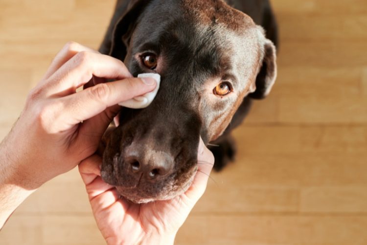 limpiar ojos perros