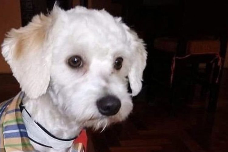 Luno perro retenido en Barajas
