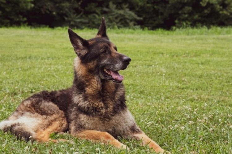 lupus canino